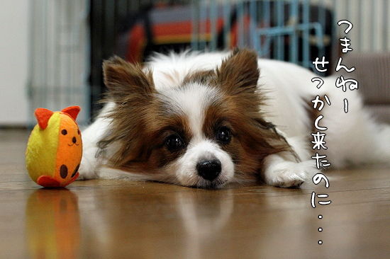¥¯¥·¥ã¥È¥ê¥¢È¯¸«¡¦¡¦¡¦¡ª¥