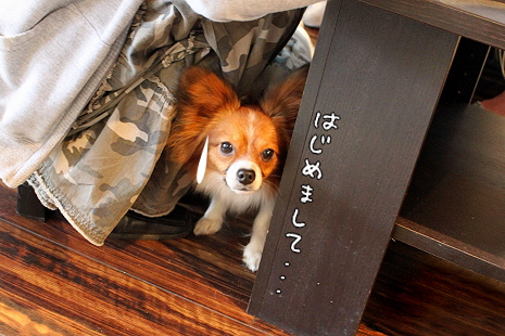 Merry Dog¨