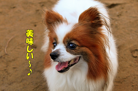 Å£ÉÕ¤±¥¹¥¤¡¼¥Ä©