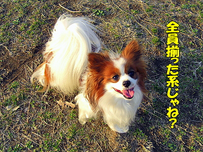 GOLDEN SAZABY¦