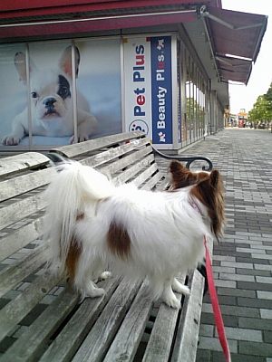 Pet PlusÁ°