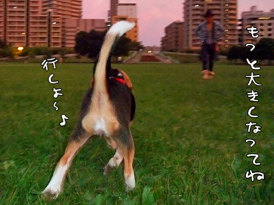 ¤¢¤ë¾¯½÷¤ÎÆüµ¦