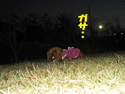 ²ø¤·¤¤±Æ¡¦¡¦¡¦¡¦¡ÊÁ°Êԡ˦