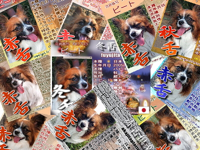ÀÖÀå¥×¥ì¥ß¥¢¥à¥«¡¼¥É¡ú£