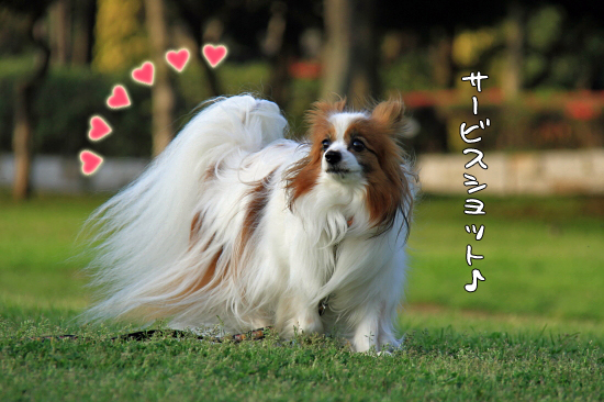 ¥Ý¥ó¤È¥Ý¥¤¥ó¥È´ë²è¡¡03