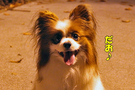 ¥È¥ï¥¤¥é¥¤¥È¡ú¥µ¥¶¥Ó¡¼¤