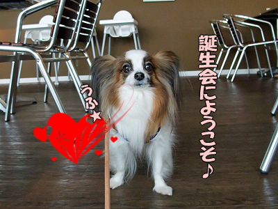 DOG GARDEN CAFE©