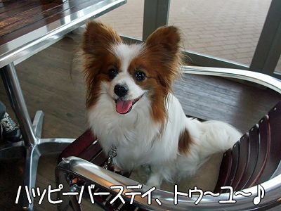 DOG GARDEN CAFE±