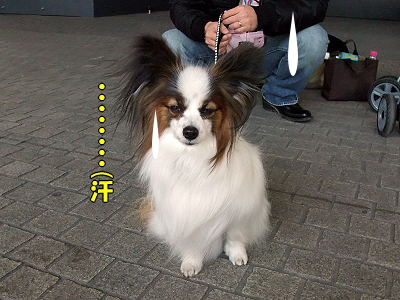 ¥µ¥¶¥Ó¡¼¡¢²£ÉͤËΩ¤Ä¡ª¤Î´¬¤±
