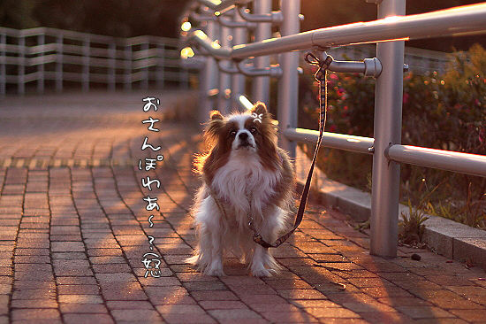 ¤µ¤¹¤¬¤Ë̵Íý¡¦¡¦¡¦¡¡02