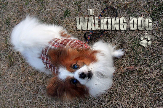 THE WALKING DOG¡¡05