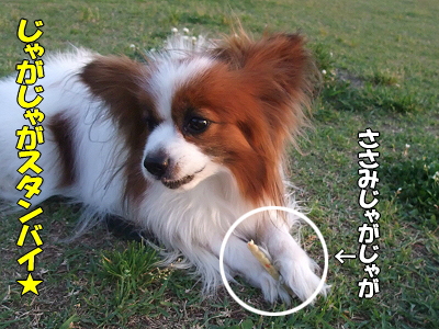 ¤µ¤µ¤ß¤¸¤ã¤¬¤¸¤ã¤¬¤