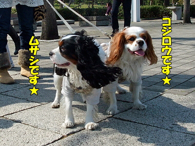 ¥µ¥¶¥Ó¡¼¡¢Î×¹Á¥Ñ¡¼¥¯¤Ë¹Ô¤¯¡ª¤Î´¬¤¦