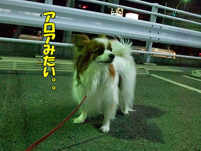 ¥Ï¥ó¥µ¥à¡ú¥¹¡¼¥Ä«