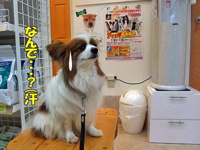 ¥Ú¥Ã¥ÈÇî2009inËëÄ¥¨