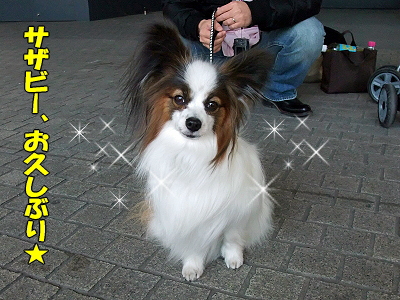 ¥µ¥¶¥Ó¡¼¡¢²£ÉͤËΩ¤Ä¡ª¤Î´¬¤¯