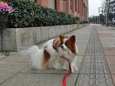 JOY¤È¶¦¤Ë¡¦¸åÊÔ