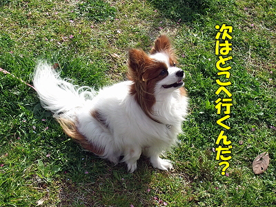 ¥µ¥¶¥Ó¡¼¡¢Î×¹Á¥Ñ¡¼¥¯¤Ë¹Ô¤¯¡ª¤Î´¬¤³