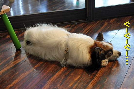 ºÆ¤ÓMerry Dog³