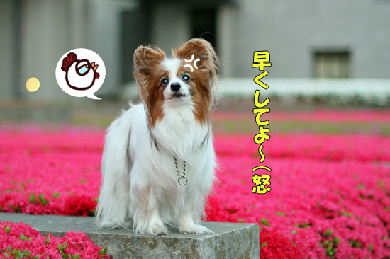 ¤Ä¤Ä¤¸¤ó¡¢Ëþ³«¡ú¡ù¡ú¡¡05