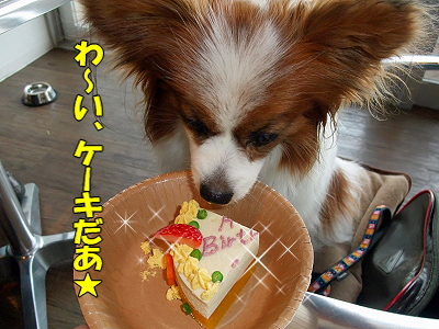 DOG GARDEN CAFE22
