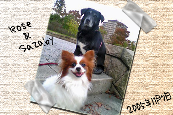 ¤ª¤ä¤¹¤ß¡¢¥í¡¼¥º¡¡04