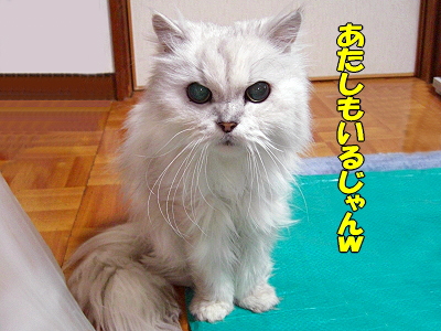 »à¤ó¤Ç¤¿¤Þ¤ë¤«¡ú