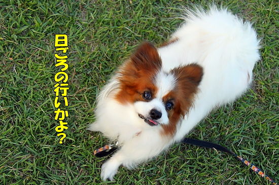 ¡Ú¥µ¥¶¥ª¥Õ2010¡Û±ä´ü¤Î¤ªÃΤ餻¤