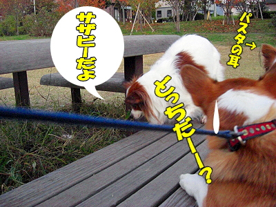 ¥Ñ¥¹¥¿¤¢¤é¤ï¤ë¡ª©