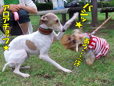 ¥Ó¥¬¥íºÆ¤Ó¡ª§