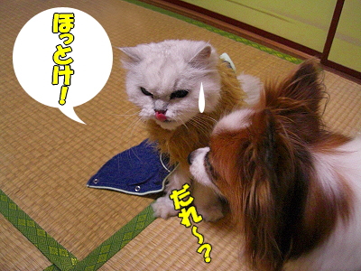 ÅߤΥ³¥¹¥×¥ì¦