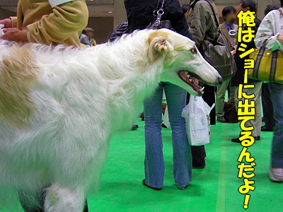 ¥¢¥¸¥¢¥¤¥ó¥¿¡¼2008¡ÊÁ°Êӡ˱