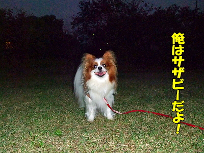 ²¿¸¤¡©¡©¤