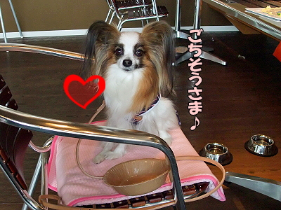 DOG GARDEN CAFE26