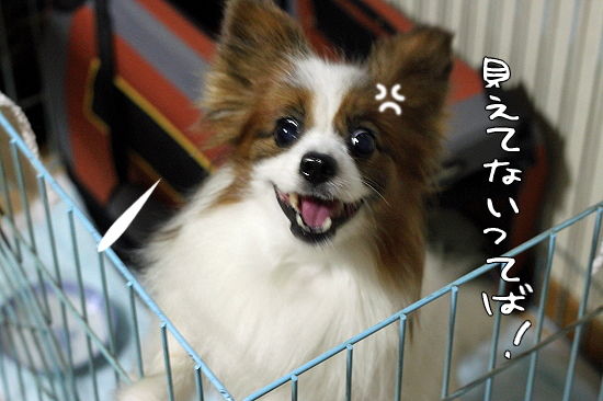 ¥¯¥·¥ã¥È¥ê¥¢È¯¸«¡¦¡¦¡¦¡ª¯