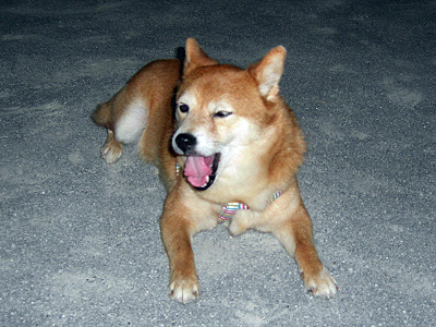 ÌÔ½ëÆü¤ÎÌë¥