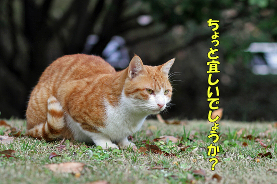 ¤è¤»¤Ð¥¤¥¤¤Î¤Ë¹áÀ¡¸ø±à¡¦¡¦¡¦¡¡11