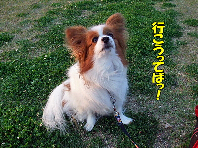 ¥Ú¥Ã¥ÈÇî2009inËëÄ¥¥