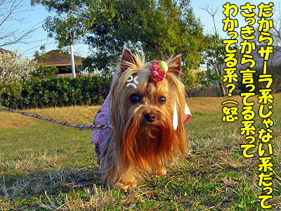 GOLDEN SAZABYª