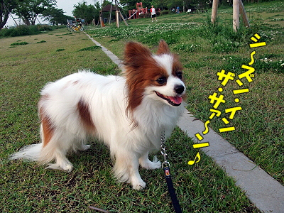 ¥·¡¼¥º¥ó¡¦¥¤¥ó¡¦¥¶¡¦¥µ¥ó?