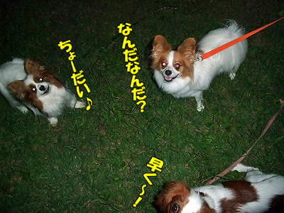 ÇòÃã²ñ¾ì¤Ø¤è¤¦¤³¤½¢ö21