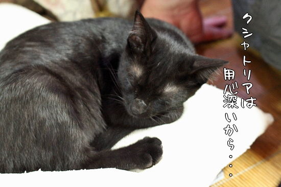 ¥¯¥·¥ã¥È¥ê¥¢È¯¸«¡¦¡¦¡¦¡ª¤