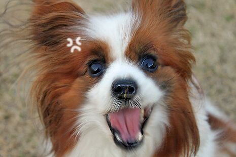 ½Õ¤ÎÍò¡ú¥
