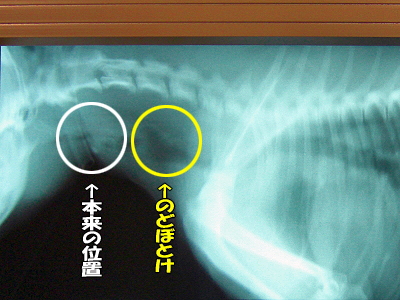 µ¤´É¤Î¾õÂÖ£