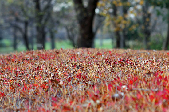 Red leaves¡¡01