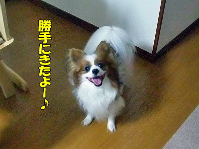 ¥Ï¥ó¥µ¥à¡ú¥¹¡¼¥Ä