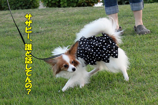 ¤¢¤¸¤µ¤¤º×¤ê®