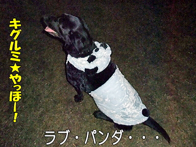 ¥Ñ¥ó¥ÀÍè½±¡¦¡¦¡¦¡¦¡¦«