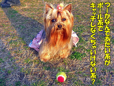 GOLDEN SAZABY«