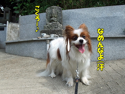 38ǯ²ñ⑲